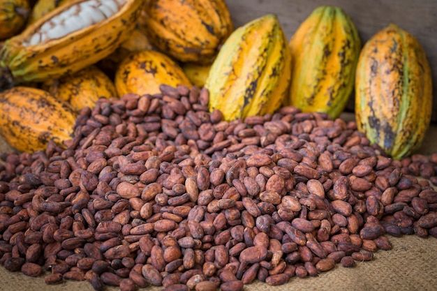 Dry Cocoa Beans